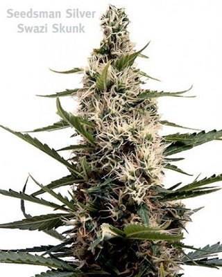 Seedsman - Swazi Skunk (reg.) 07518