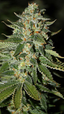 Rare Dankness - Midas (reg.) 04565