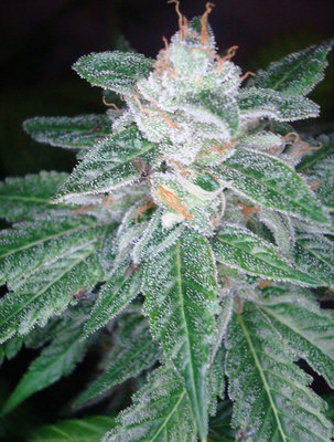 DNA Genetics - The OG #18 X Skunk (reg.) 05045