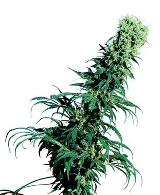 Sensi Seeds - Early Pearl ® (reg.) 03935