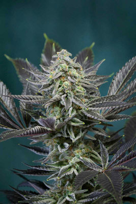 TGA Subcool Seeds - Locomotion (reg.) 04421