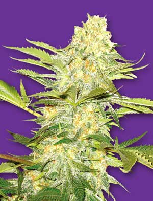 The Flying Dutchmen - Arctic Sun (reg.) 01831