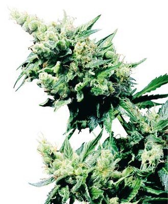 Sensi Seeds - Hash Plant ® (reg.) 03947