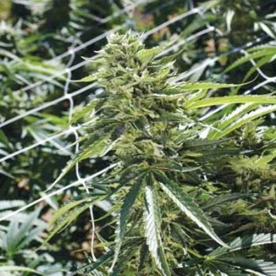 Emerald Triangle Seeds - Sour Lemon OG (reg.) 03120
