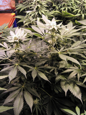 Mr. Nice Seeds - G13 Widow (reg.) 04582