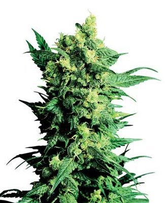 Sensi Seeds - Shiva Shanti II ® (reg.) 03917