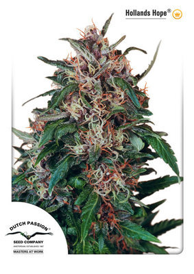 Dutch Passion - Hollands Hope (reg.) 03559