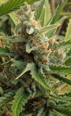 Rare Dankness - Tangerine Kush (reg.) 04568
