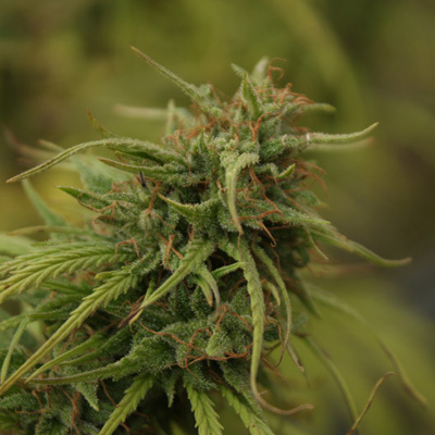 Mr. Nice Seeds - Neville's Skunk (reg.) 04599