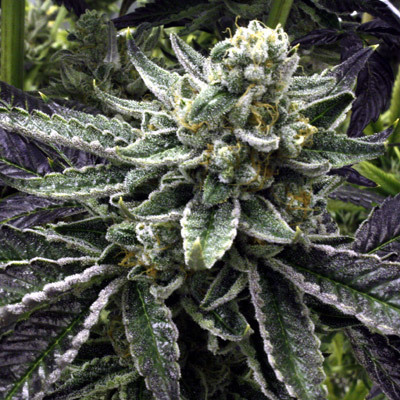 Rare Dankness - Commerce City Kush (reg.) 04558