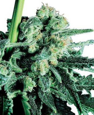 Sensi Seeds - Sensi Skunk (fem.) 06293