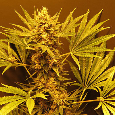 Mr. Nice Seeds - G13 Haze (reg.) 04589