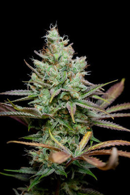 TGA Subcool Seeds - Pennywise (reg.) 04423