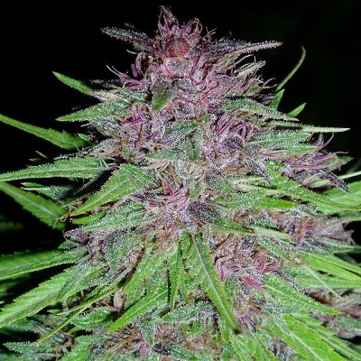 Ace Seeds - ErdPurt (reg.) 02790