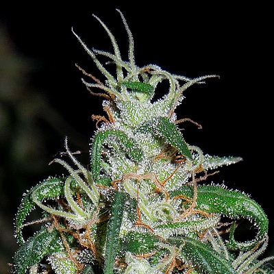 Ace Seeds - Green Haze Thai (reg.) 02791