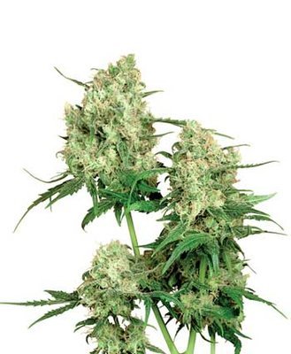 Sensi Seeds - Maple Leaf Indica ® (reg.) 03930