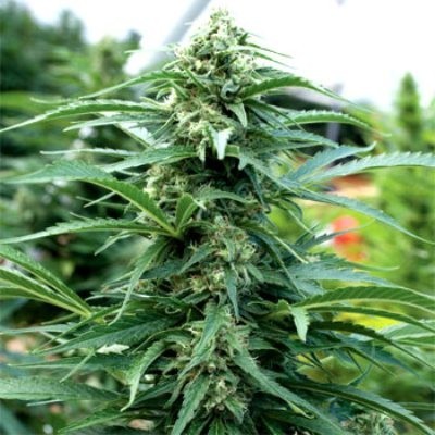Emerald Triangle Seeds - Cherry OG (reg.) 03116
