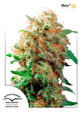 Dutch Passion - Mazar (reg.) 03560
