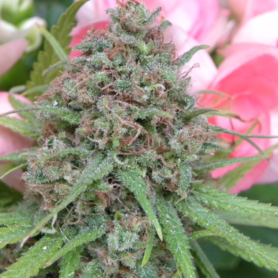 Mr. Nice Seeds - The Cure (reg.) 04603
