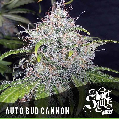 Short Stuff Seeds - Auto Bud Cannon (auto/fem.) 02203