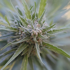 G13 Labs Seeds - Midnight Kush (fem.) 03458