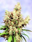 Sagarmatha Seeds - Stonehedge (fem.) 04000