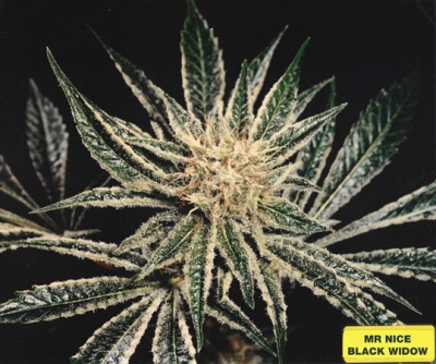 Mr. Nice Seeds - Black Widow (reg.) 04574