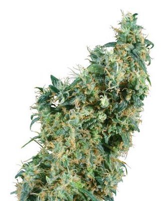 Sensi Seeds - First Lady ® (reg.) 00821