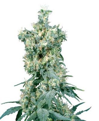 Sensi Seeds - American Dream ® (reg.) 03939