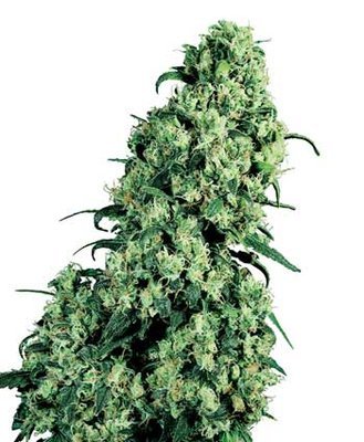 Sensi Seeds - Skunk #1 ® (reg.) 03916