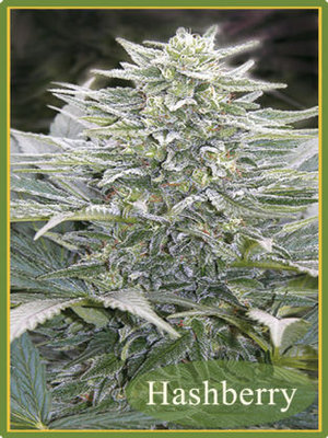 Mandala Seeds - Hashberry (reg.) 05007