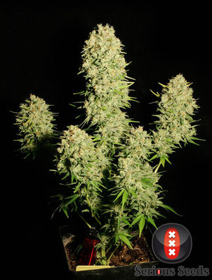 Serious Seeds - Chronic (reg.) 05089