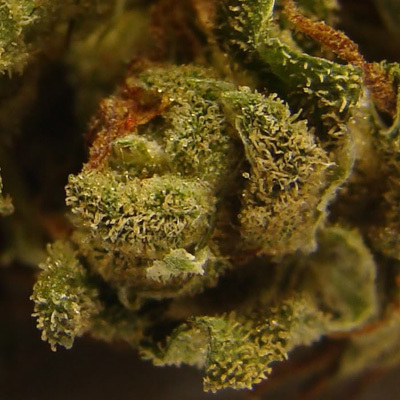 VIP Seeds - Auto Afghani (auto/fem.) 04790
