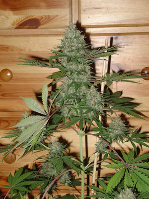 Homegrown Fantaseeds - Auto Caramella (auto/fem.) 04469