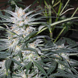 Sagarmatha Seeds - Star Ryder (auto/fem.) 03966