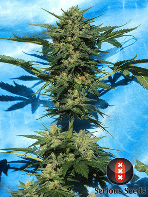 Serious Seeds - Auto White Russian (auto/fem.) 03856