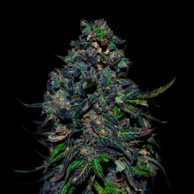 VIP Seeds - Taison Auto (auto/fem.) 03080
