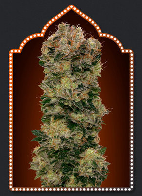 00 Seeds - Auto Sweet Soma (auto/fem.) 02867