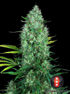 Serious Seeds - Serious 6 (fem.) 05097