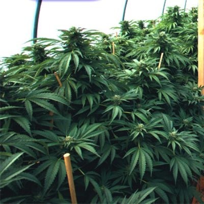 Emerald Triangle Seeds - Mastodon Kush (fem.) 03119