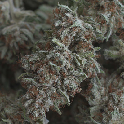 Rare Dankness - Harlox (reg.) 04562