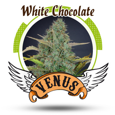 Venus Genetics Seeds - White Chocolate (fem.) VG15