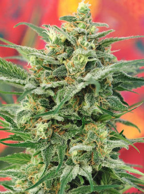 Mandala Seeds - 8 Miles High (reg.) 05002