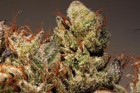 HortiLab - Sour Power (fem.) 00047
