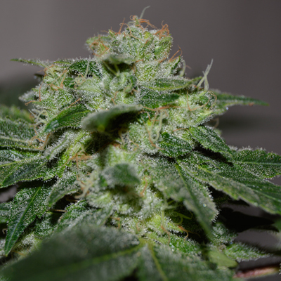 G13 Labs Seeds - Chocolate Heaven (fem.) 03455