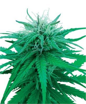 Sensi Seeds - Ruderalis Indica ® (reg.) 03918