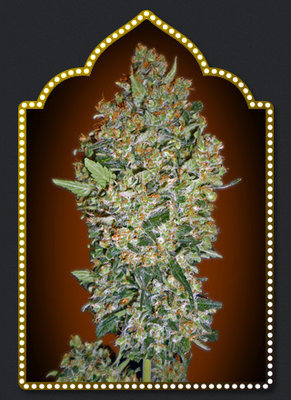 00 Seeds - Cheese Berry (fem.) 02850