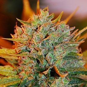 G13 Labs Seeds - Gigabud (fem.) 03457