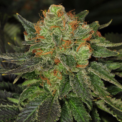 T.H. Seeds - Bubblegum (fem.) 03748