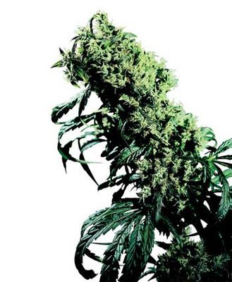 Sensi Seeds - Northern Lights #5 x Haze ® (reg.) 03948